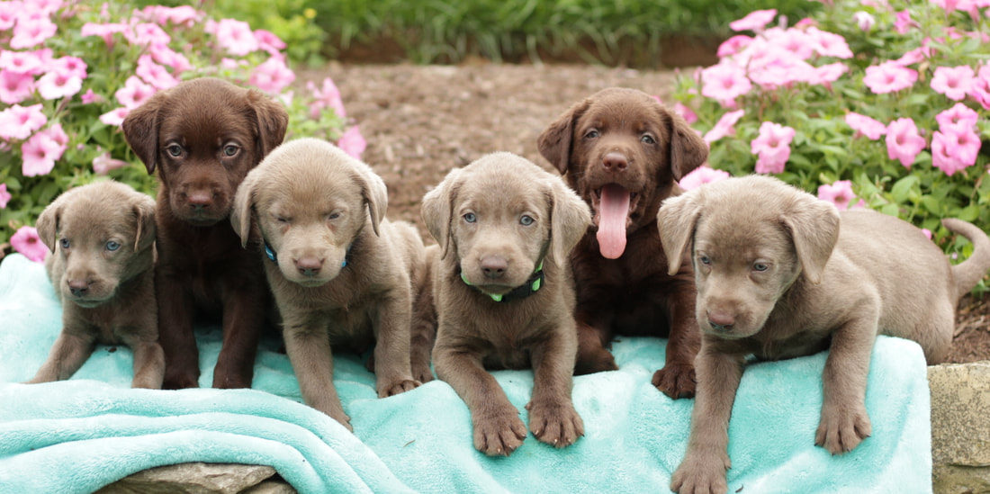 silver and chocolate lab puppies